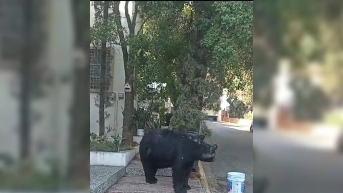 Hay que recordar que los osos son animales salvajes.