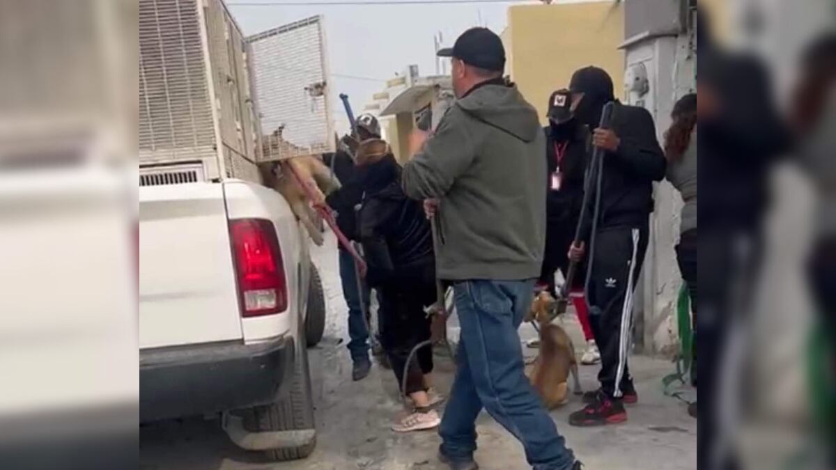 Los perritos fueron maltratados al grado que aullaban de dolor.
