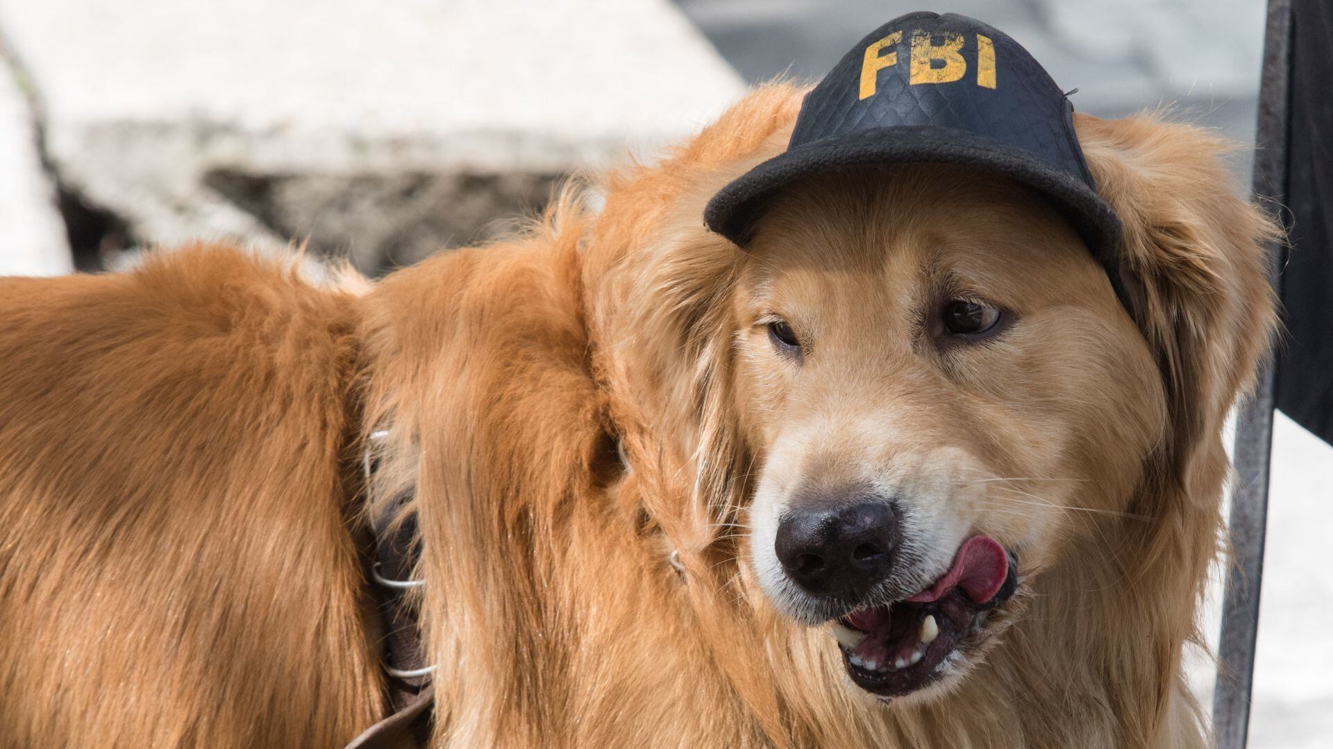 Jesús Sesma diputado retira dictamen de ley para proteger animales