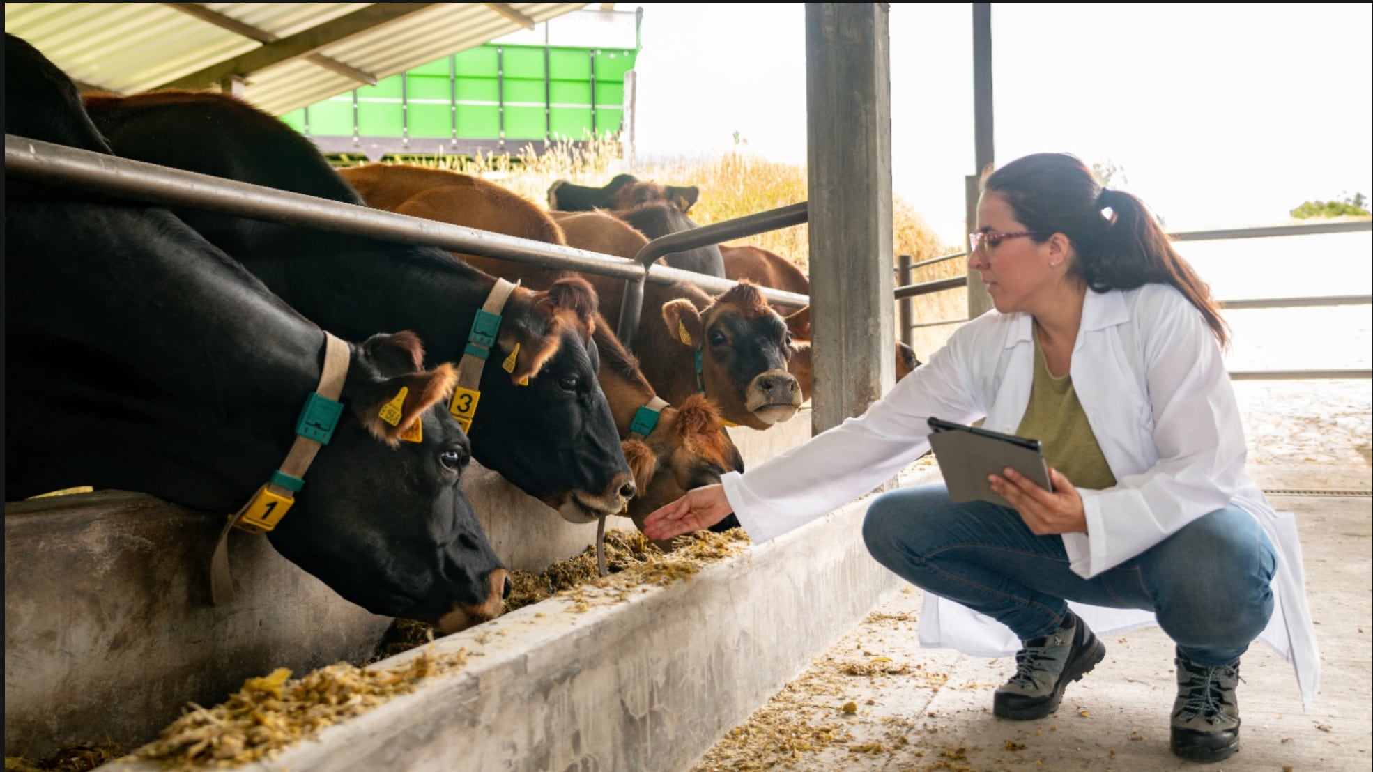 Mujeres en la gandería