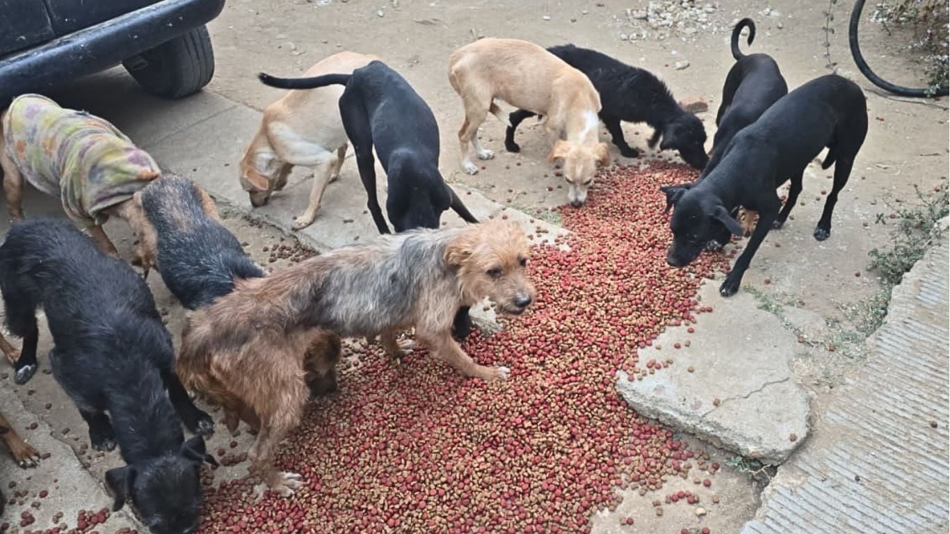Rastro clandestino en Oaxaca