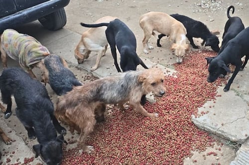 Arrestan a una persona en un rastro clandestino de Oaxaca; rescatan a 65 perros y hallan restos óseos