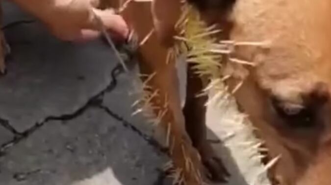 El puercoespín irrumpió en una casa en la localidad de Amatlán, Veracruz.