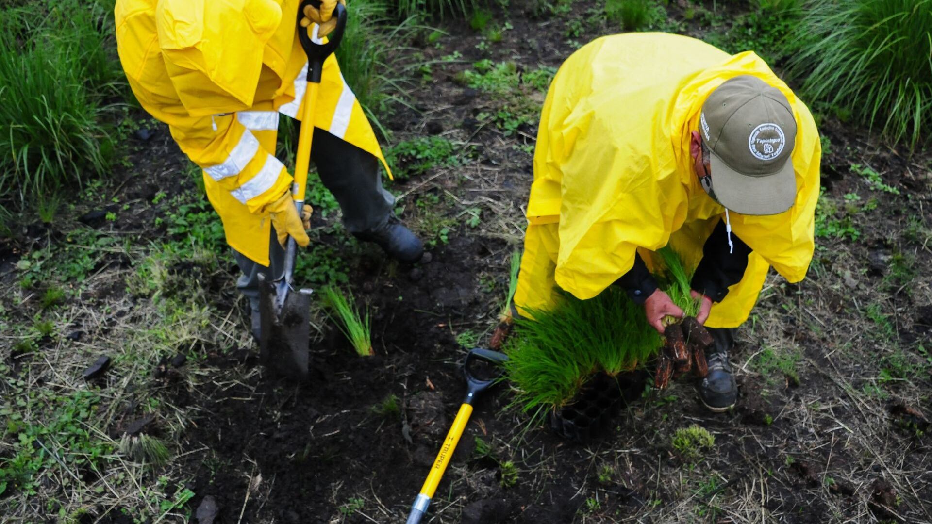 Voluntarios plantan árboles en Tlalpan como parte del programa Reto Verde.