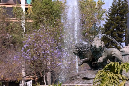 Comienzan a florecer las jacarandas de la Ciudad de México