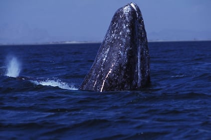 Comienza temporada de avistamiento de ballenas grises en santuarios de Baja California