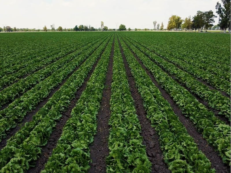 Campos agrícolas que abastecen ingredientes utilizados en productos de McDonald’s México.
