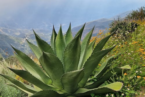 Sierra Gorda lidera captura de carbono en México: bosques frenan emisiones