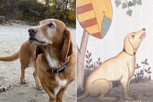 Encuentra el parecido de tu mascota en la historia del arte