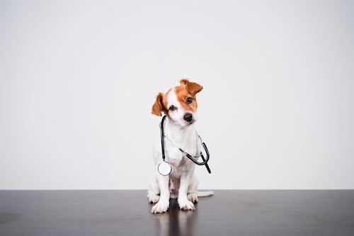 Cuidar a tu mascota también es prevenir: estas son las acciones básicas de salud