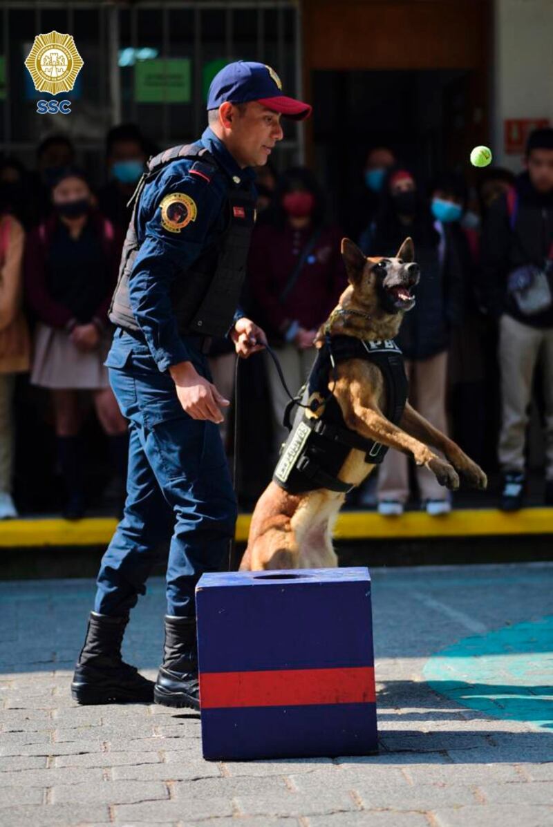 Perro de la Guardia Nacional localiza 16b paquetes con marihuana