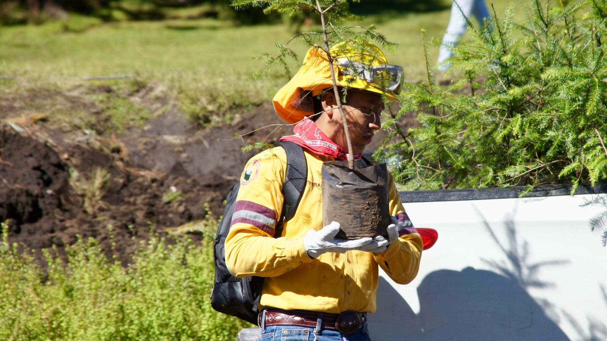 Sedema planta 100 mil arboles en Ajusco para revertir tala ilegal