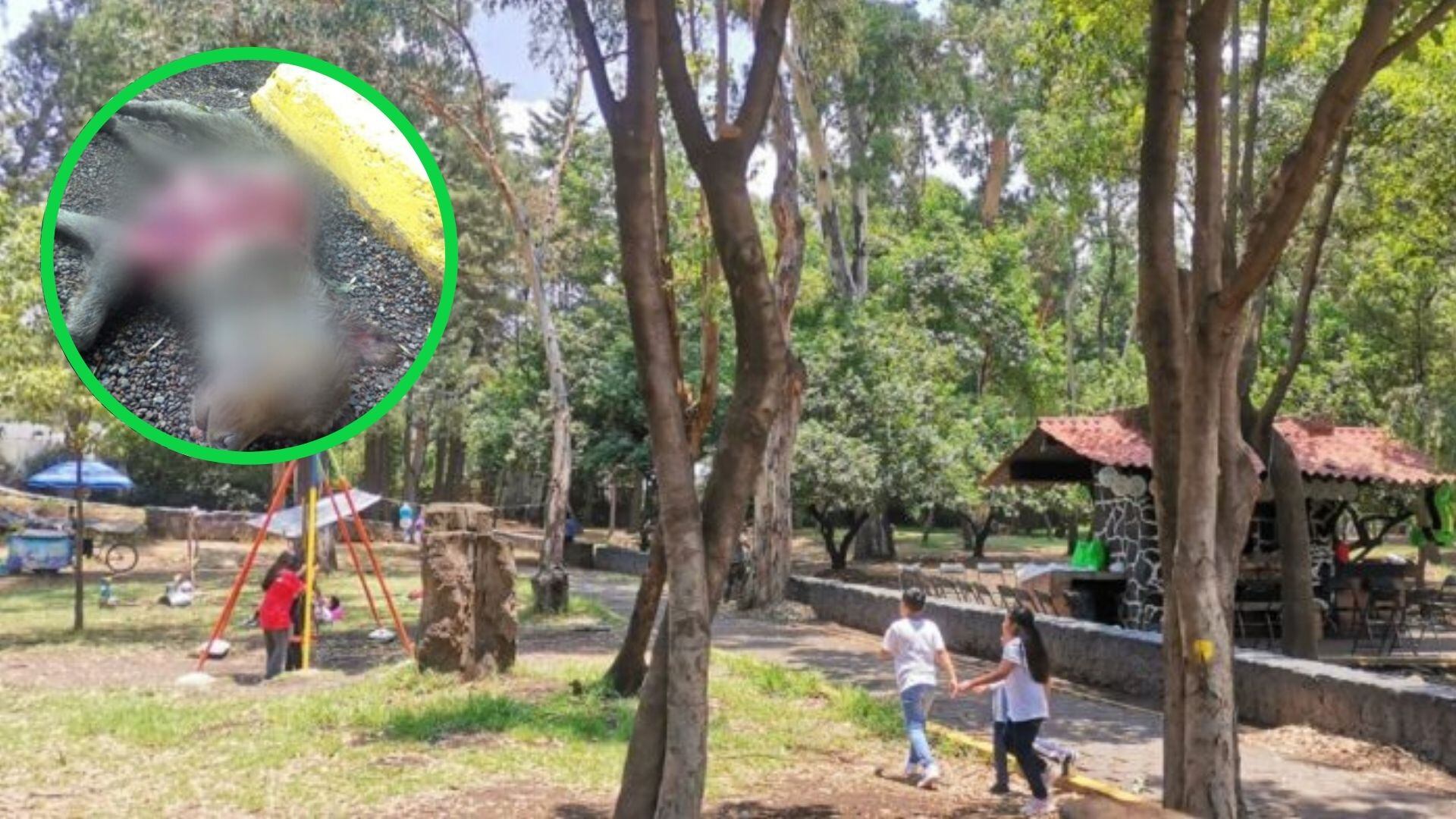 De acuerdo con vecinos de la zona, la aparición de cuerpos de perros con signos de violencia se ha intensificado.