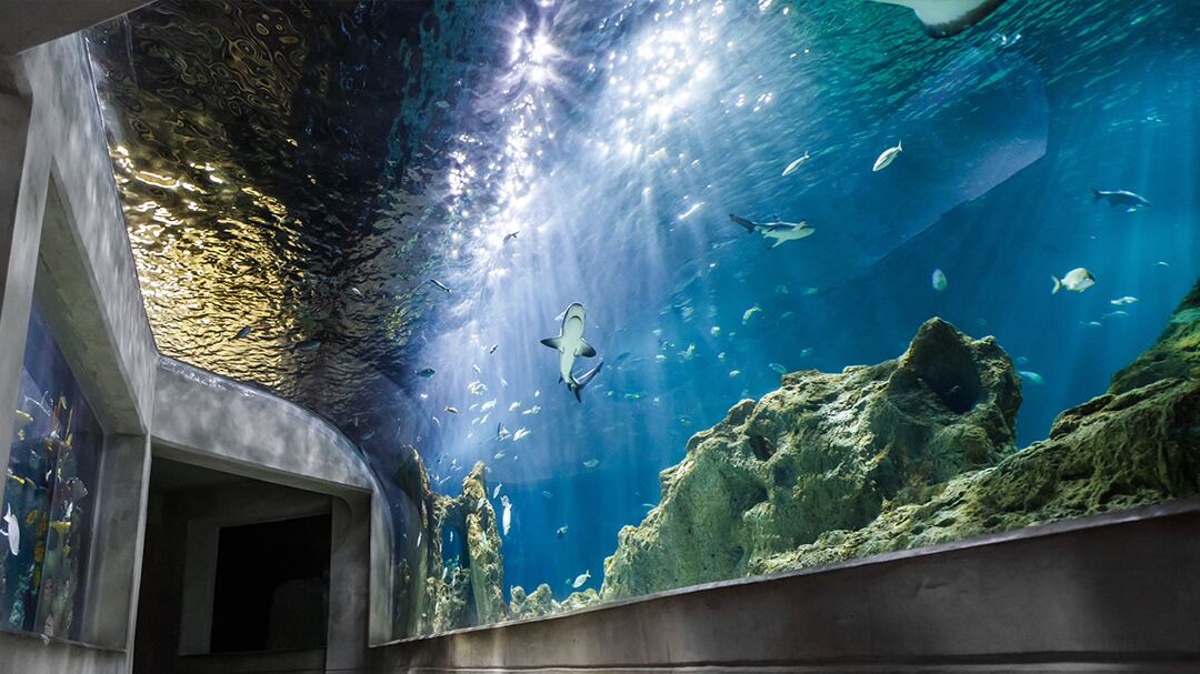 Tiburonario Acuario Michin