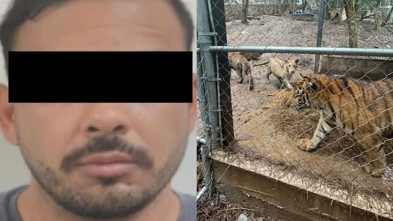Cae célula del Cártel del Noreste en Nuevo León; aseguran tigres, armas y combustible ilegal