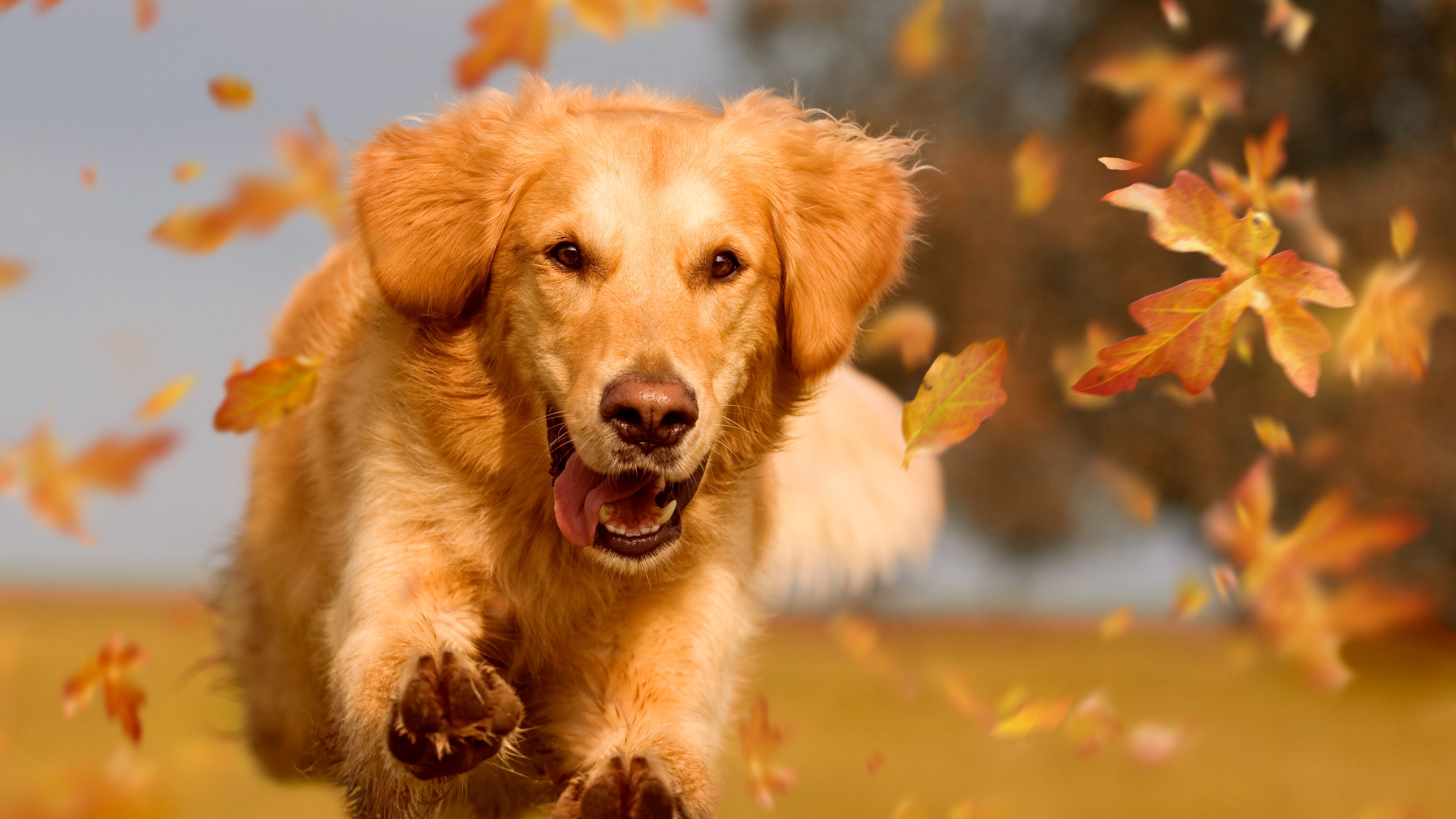 Según los manifestantes la raza golden retriever estaría destinada a la extinción al presuntamente no permitir las cruzas.