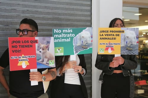 Denuncian maltrato animal en tiendas Petland; buscan prohibir venta de animales