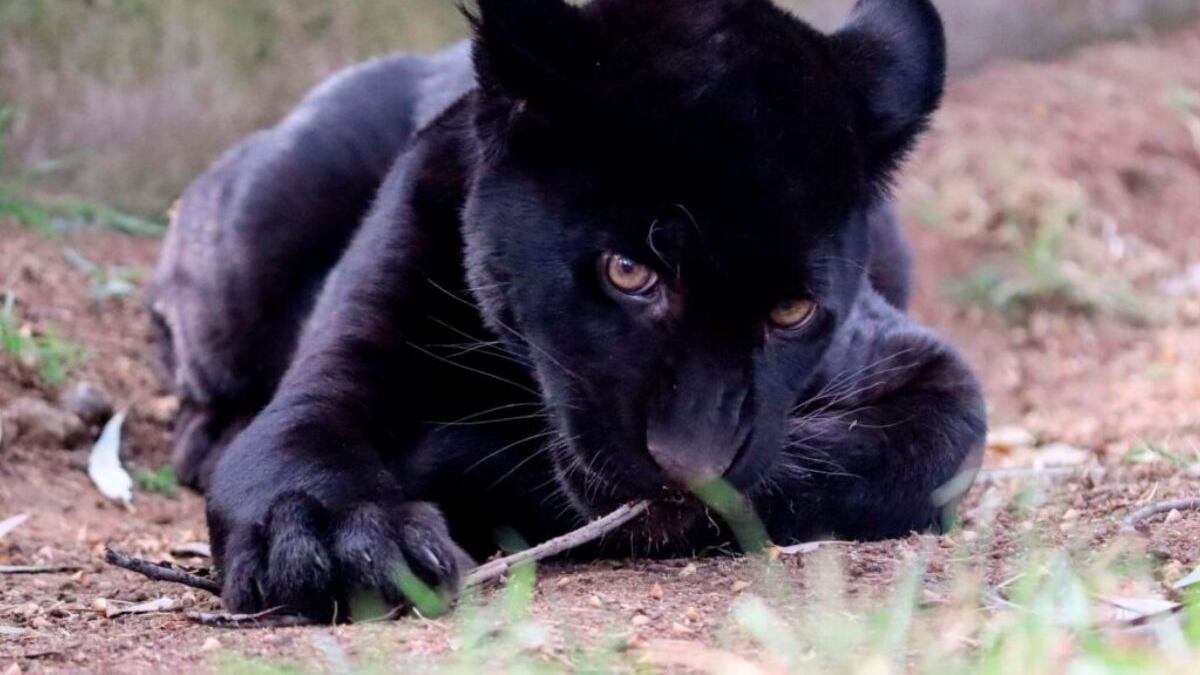 Agua y lodo tóxico provocan la muerte de una cachorra de jaguar en el zoológico de Morelia