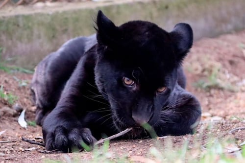 Muerte de jaguar del Zoológico de Morelia fue a causa de niveles elevados de contaminación en el agua