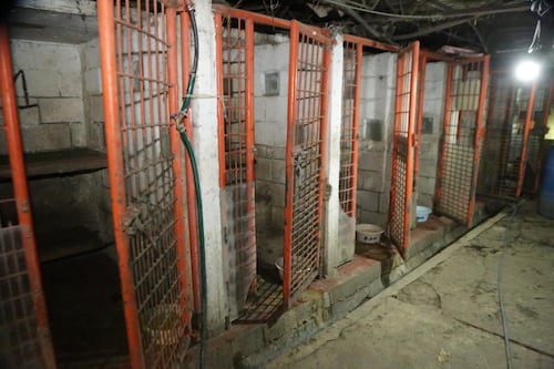 Peritajes de Fiscalía CDMX revelan hacinamiento extremo y muerte de perritos del Refugio Franciscano