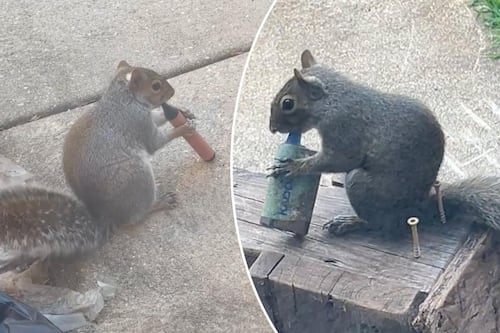 Captan a ardillas fumando cigarrillos eléctricos tras confundir los aromas afrutados con comida