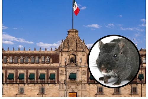 “Despiden” a ratas en Palacio Nacional: Hacienda contrata empresa para fumigar y desinfectar