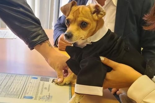 Pareja se casa en registro civil y su perro chihuahua ‘firma’ como testigo