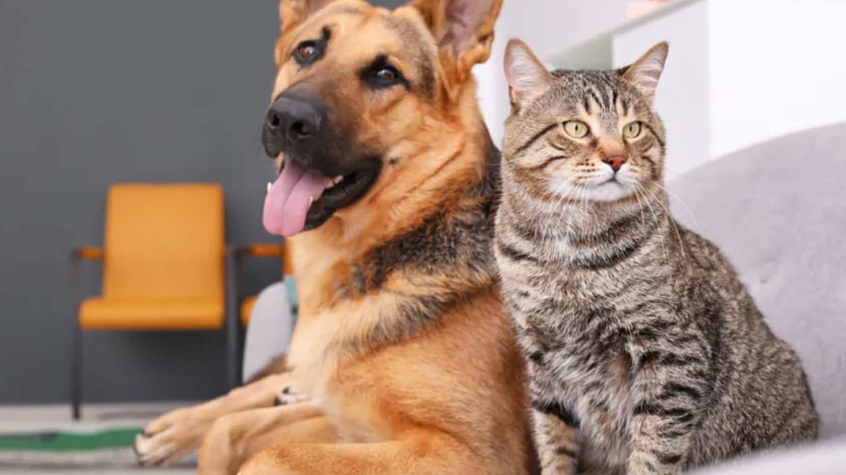 Perros y gatos, los eternos enemigos