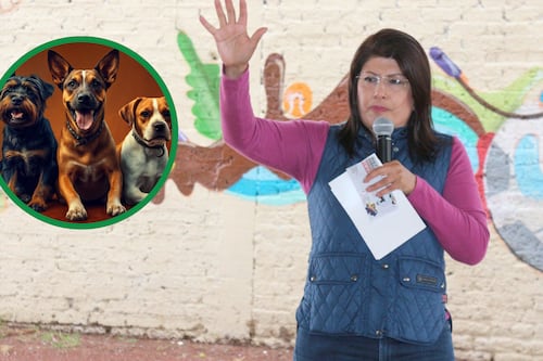 “No hubo crueldad”: senadora de Morena responde por sacrificio de más de 10 mil perros