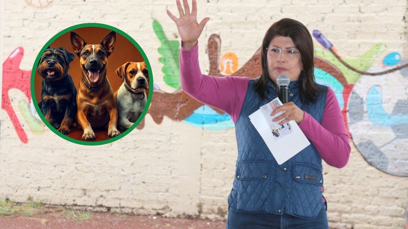 “No hubo crueldad”: senadora de Morena responde por sacrificio de más de 10 mil perros