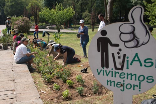 Robar colmenas y echar pesticidas que matan abejas ya serán delitos graves en CDMX tras nueva ley
