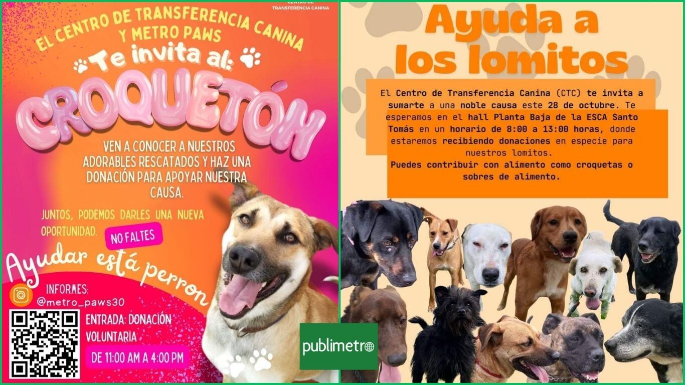 Metro anuncia ‘croquetón’: Así puedes ayudar a los perritos rescatados de las vías