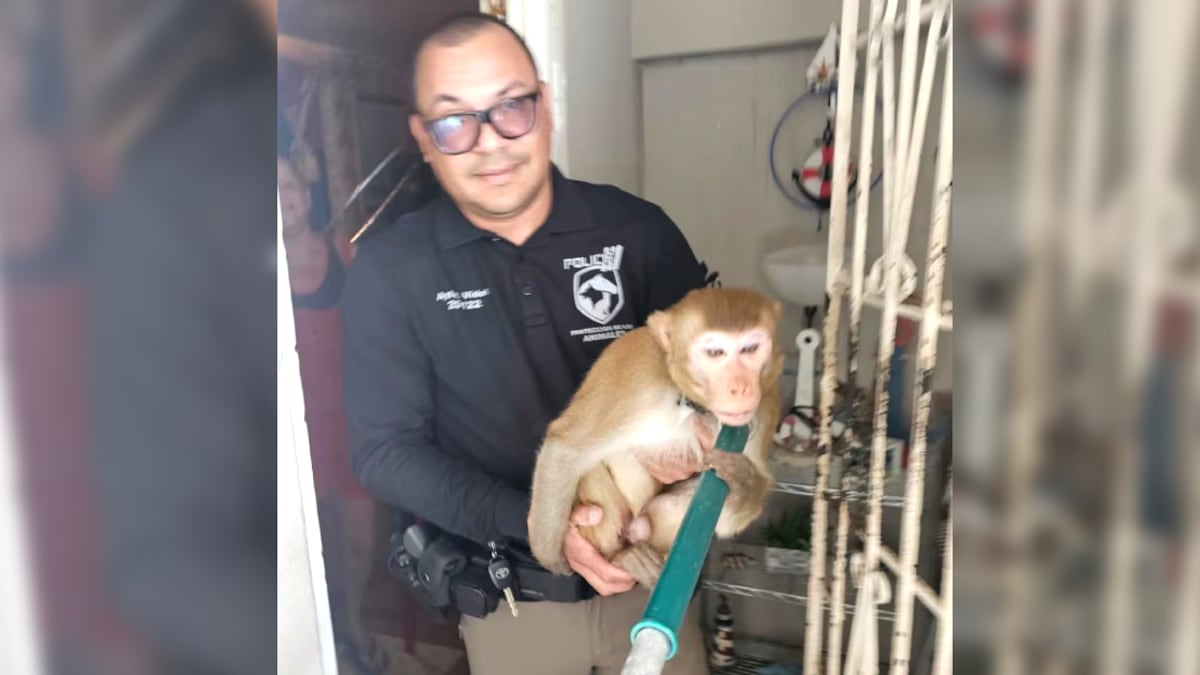 Puerto-Rico-policía-atrapa-mono-en-calles