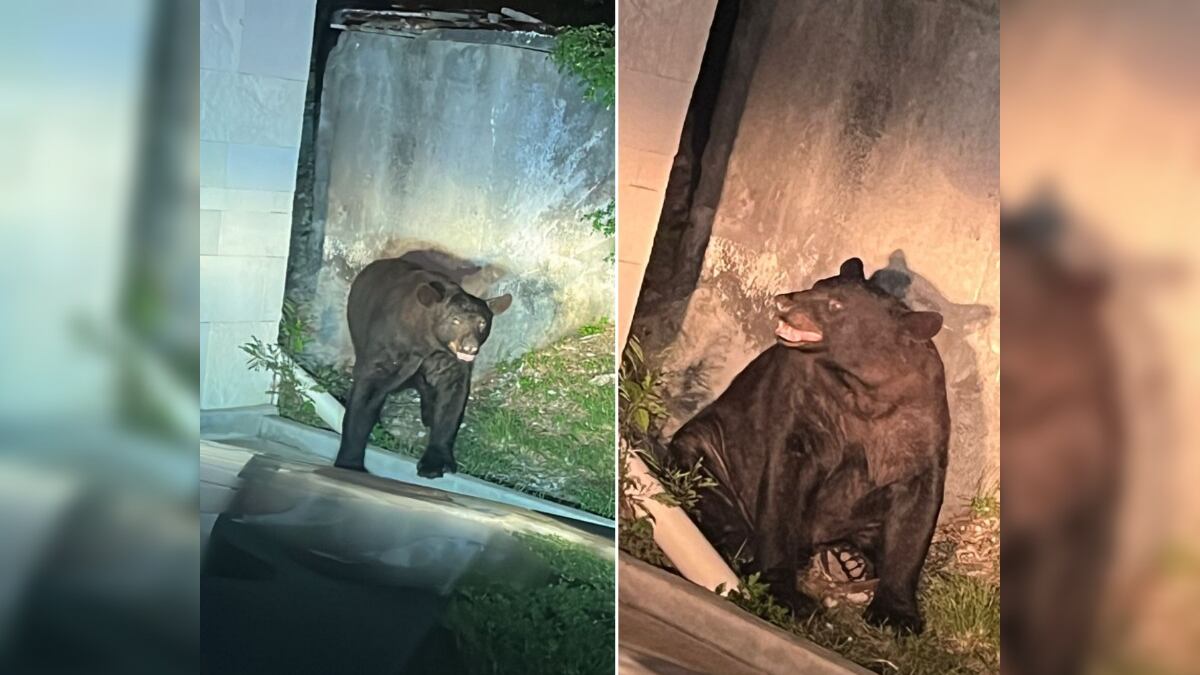 El oso de gran tamaño disfrutaba de la noche hasta que fue ahuyentado.