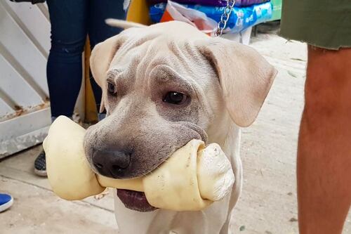 Este albergue lucha por reunir a perritos perdidos tras el sismo con sus familias