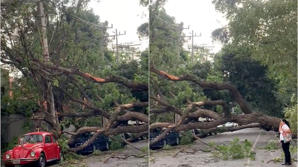 La caída del árbol movilizó a los equipos de emergencia de la CDMX. (Especial)