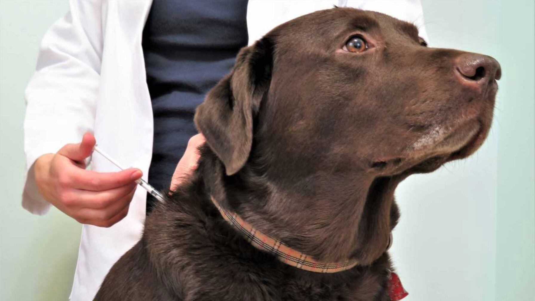 vacunación antirrábica