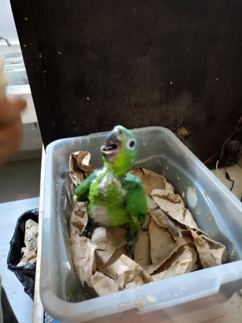 Mono araña y loros son rescatados por la Profepa en Yucatán
