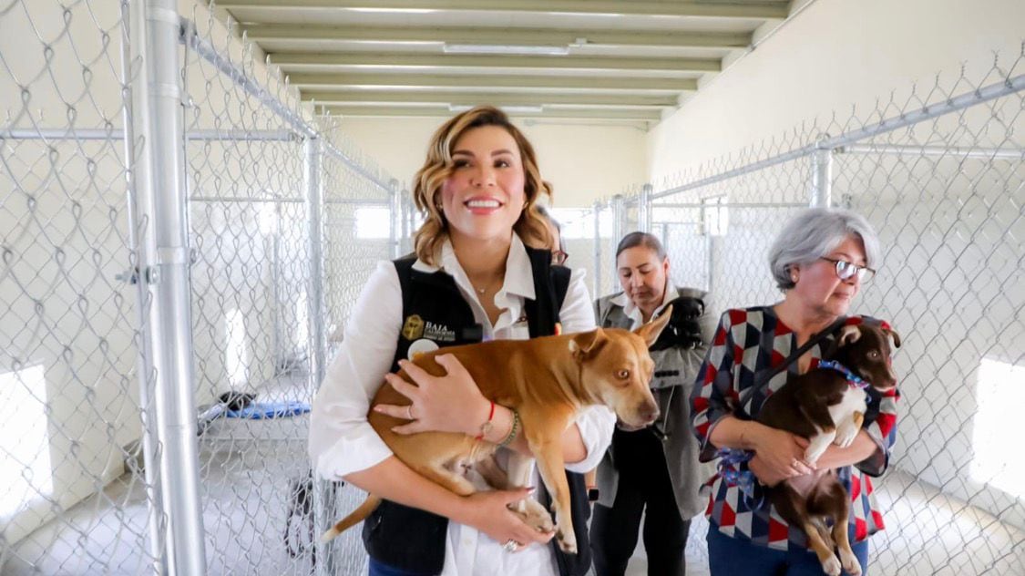 Entre las primeras acciones destaca la creación de la Dirección de Derecho y Bienestar Animal.