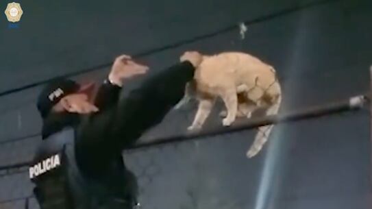 El gato logró escapar de un grupo de perros, pero en su huida encontró el alambre de púas.