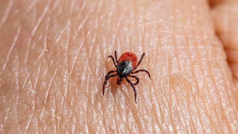Picaduras de garrapatas se triplican en hospitales y elevan el riesgo de enfermedades