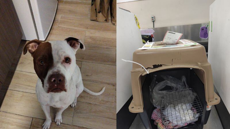 Usuaria denuncia que aerolínea olvidó subir a su perrita al avión