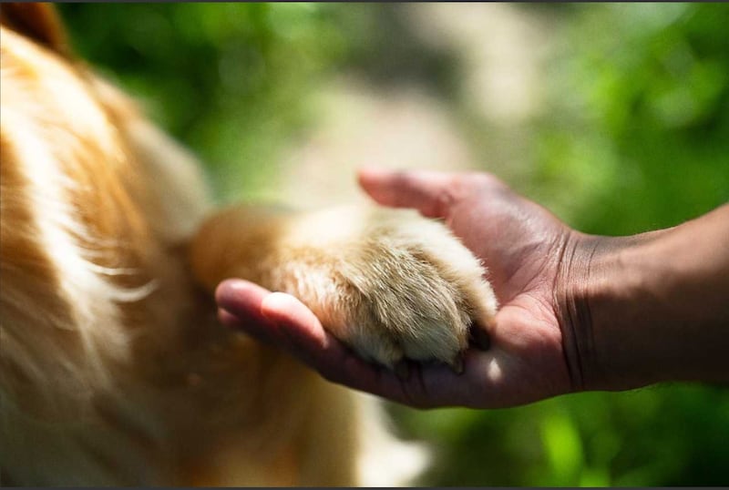 mascota es el mejor amigo