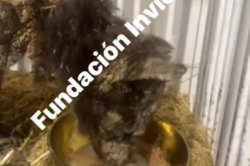 ¡Mina le echa ganas!; Invictus comparte video donde se ven los avances de la osa