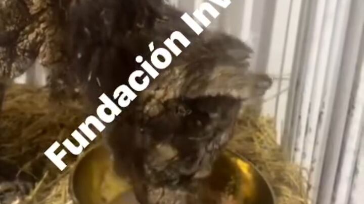 Mina está alimentando muy bien y su salud ha mejorado.