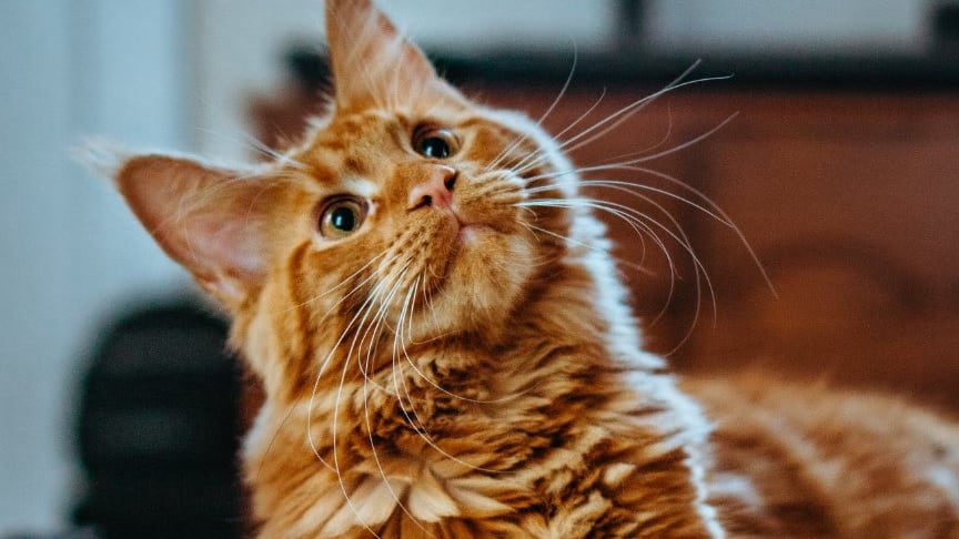 Son las mascotas más adorables