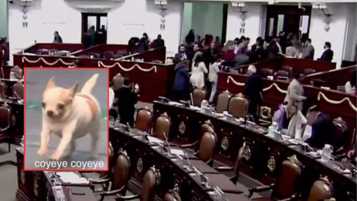 Diputados se saltan protocolo de sismo y salen corriendo del Congreso de CDMX.