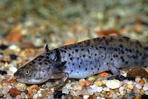 Ajolote: pequeño en tamaño, extraordinario por naturaleza