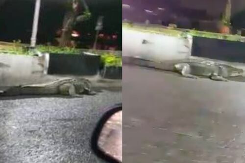 Tras fuertes lluvias, cocodrilo es captado caminando por carretera de Tabasco