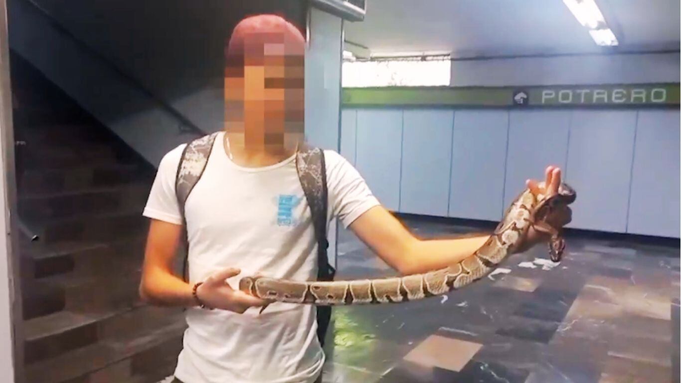 Reptil en el Metro CDMX